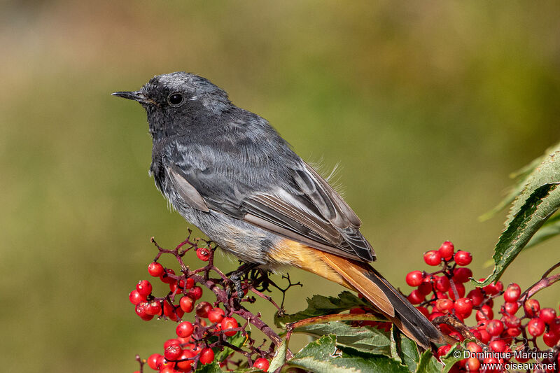 Black Redstart male adult breeding, identification