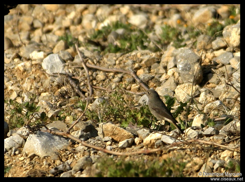 Rougequeue noir femelle adulte, identification