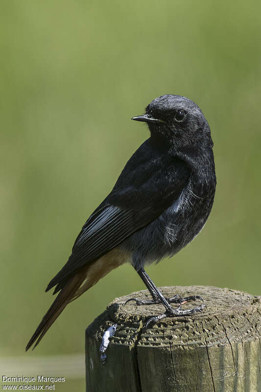 Black Redstart male adult breeding, identification