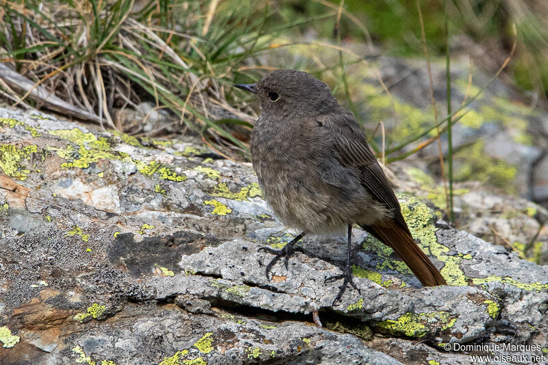 Black RedstartFirst year