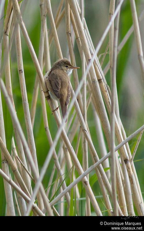 Rousserolle effarvatteadulte, identification