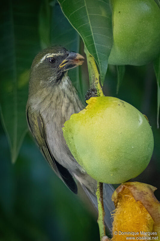 Saltator gros-becadulte, identification, mange