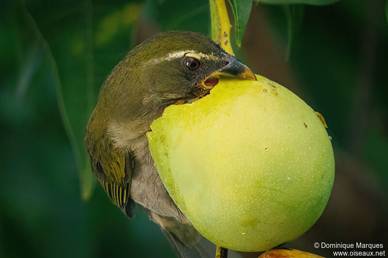 Saltator gros-becadulte, identification, mange