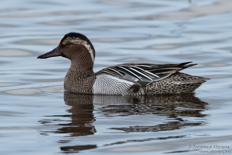 Garganey male adult breeding, identification