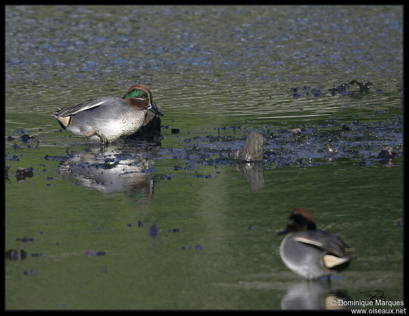 Eurasian Teal male adult, identification