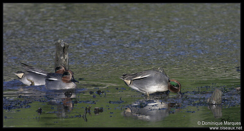 Eurasian Teal, identification