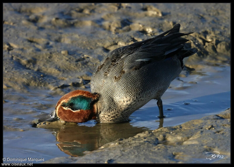 Eurasian Teal male adult, identification, Behaviour