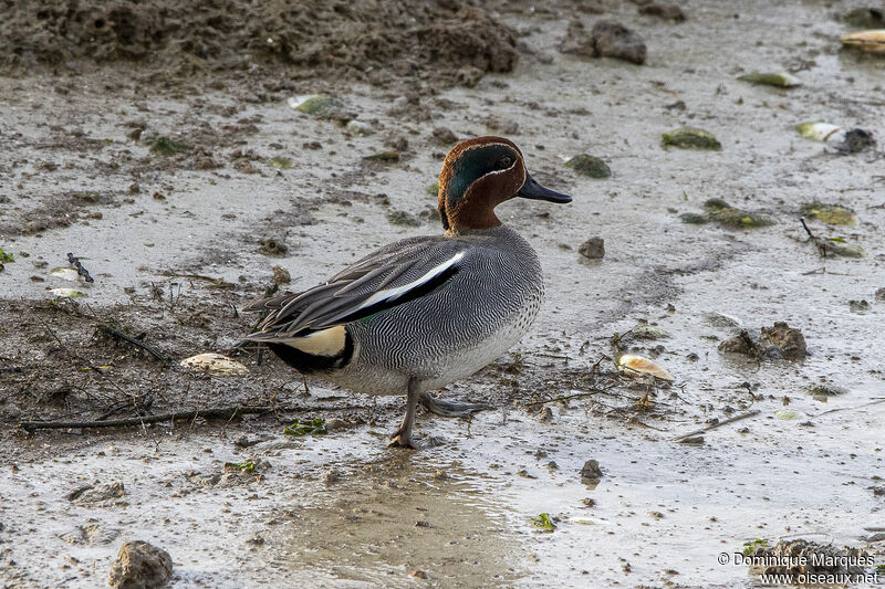 Sarcelle d'hiver, identification