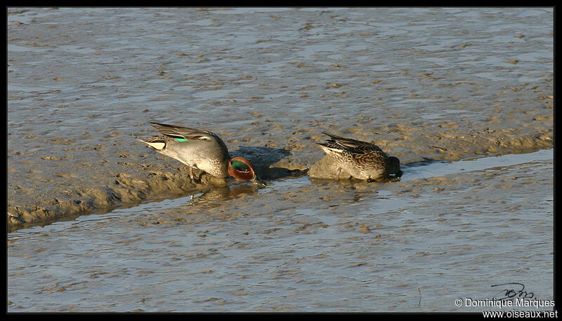 Sarcelle d'hiver, identification, Comportement