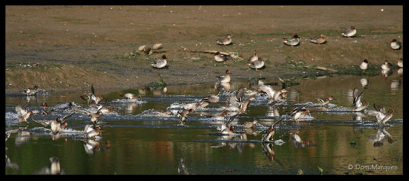 Eurasian Teal, Flight