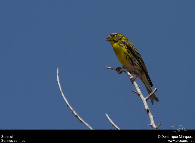 European Serin male adult breeding, identification