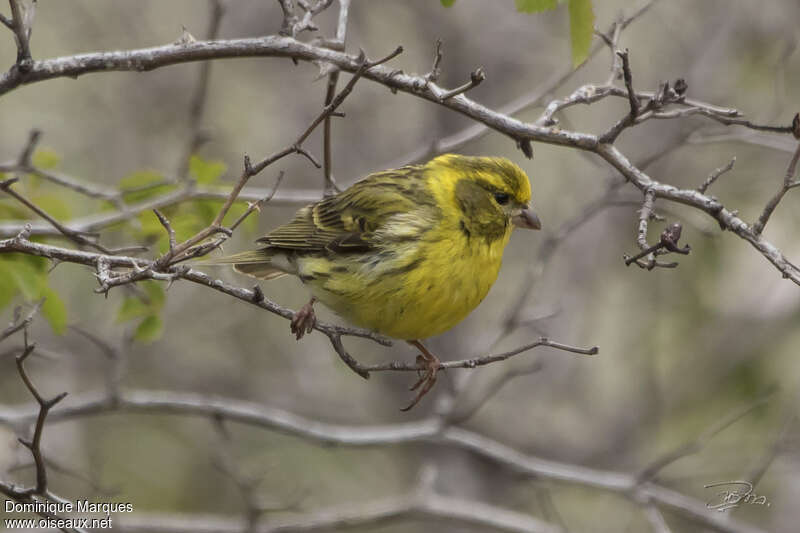 Serin cini mâle adulte nuptial, pigmentation