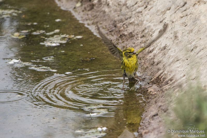 European Serinadult breeding, Behaviour