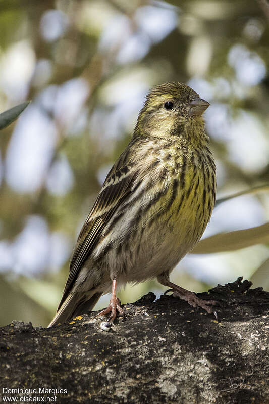 European Serin female adult, close-up portrait, pigmentation