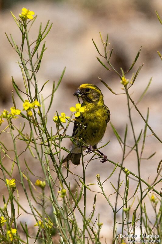 European Serin male adult, close-up portrait, eats