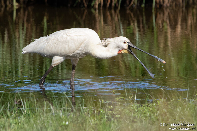 Eurasian Spoonbilladult, identification