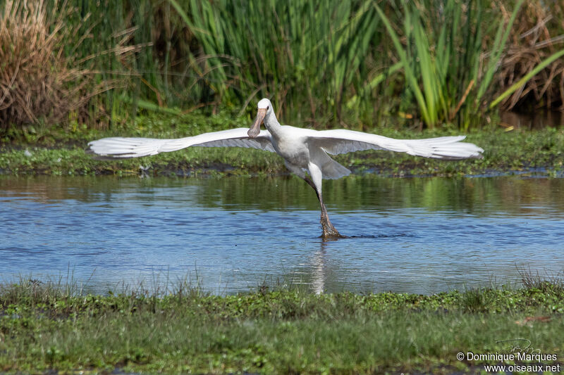 Eurasian SpoonbillFirst year, identification