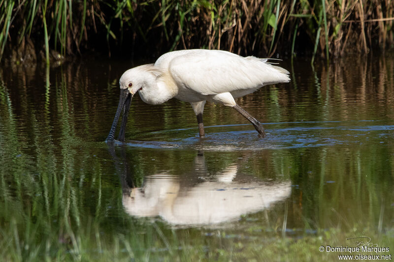 Spatule blancheadulte nuptial, identification, pêche/chasse