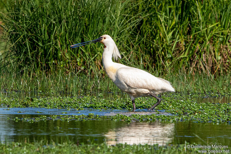 Eurasian Spoonbill male adult breeding, identification