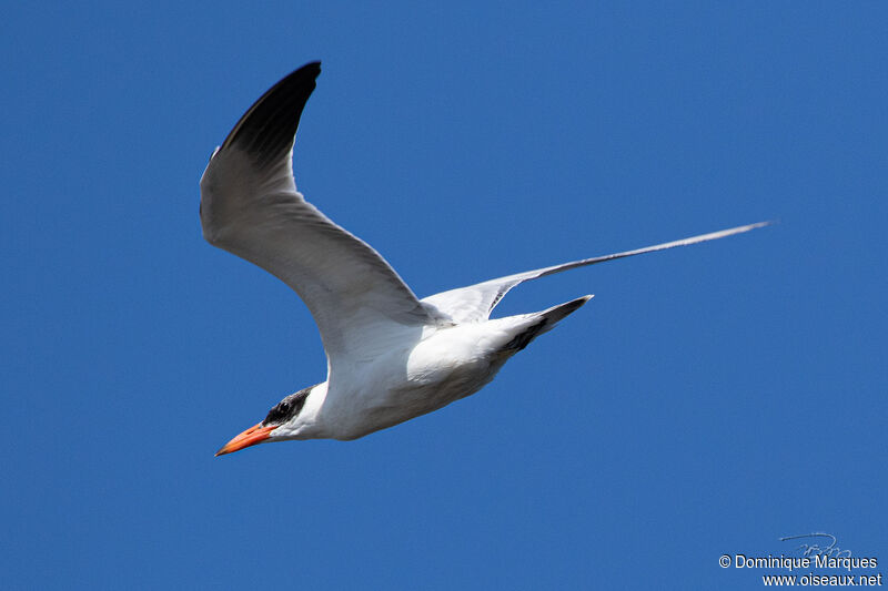 Caspian Ternadult breeding, identification