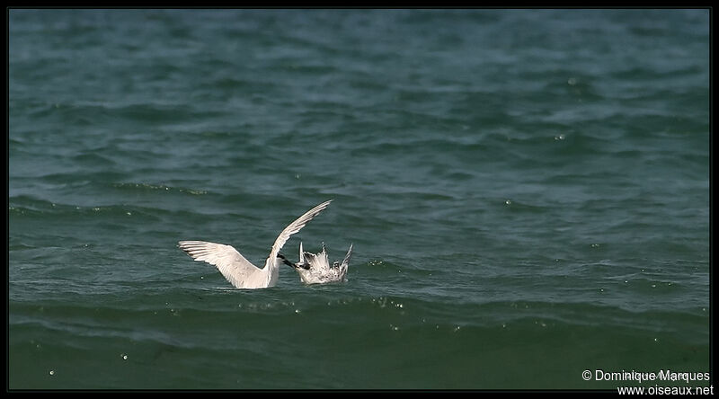 Sandwich Tern, Behaviour