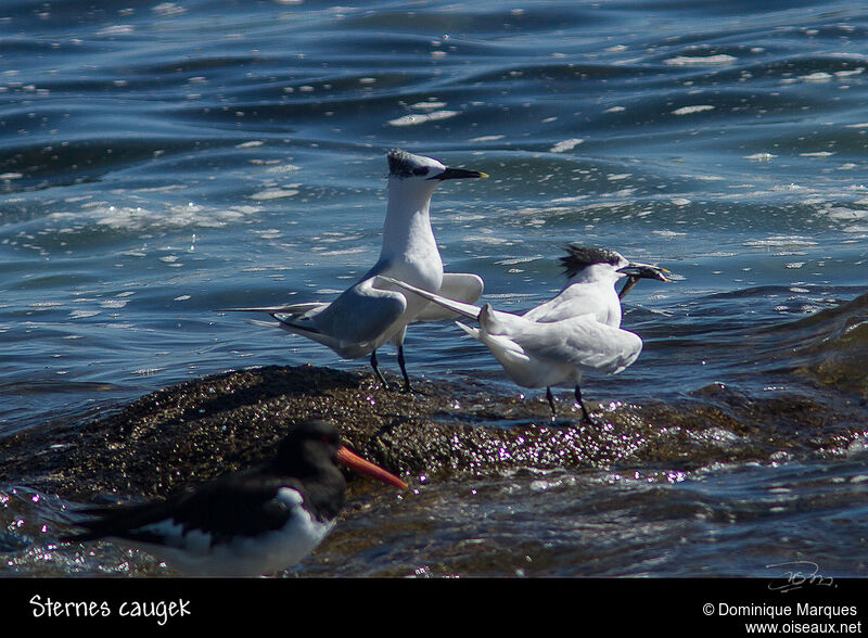 Sandwich Tern adult, identification, Behaviour