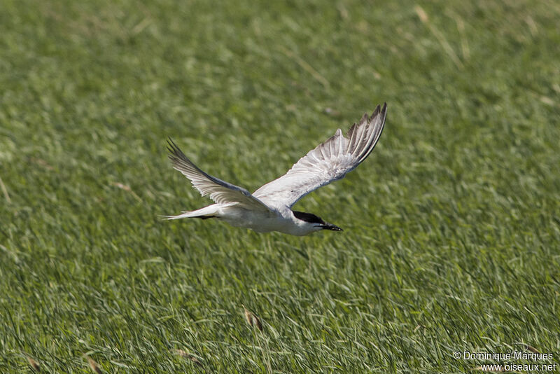 Sterne hanseladulte, identification, pêche/chasse