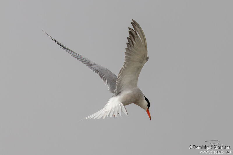 Sterne pierregarinadulte, identification