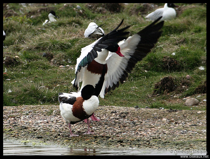 Tadorne de Belon adulte nuptial, identification, Comportement