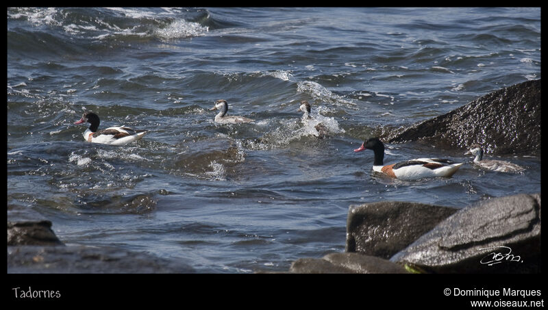 Common Shelduck , identification, Behaviour