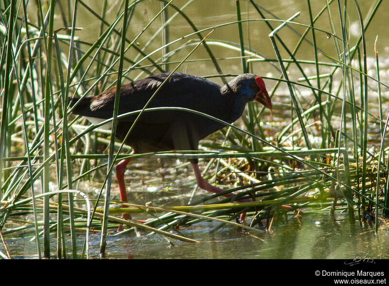 Talève sultaneadulte, identification