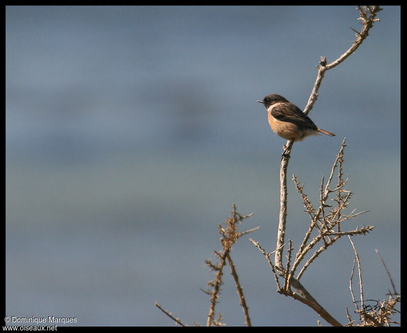 European Stonechat male adult