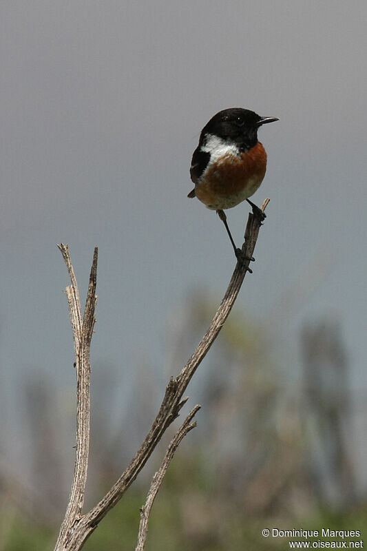 European Stonechat male adult, identification