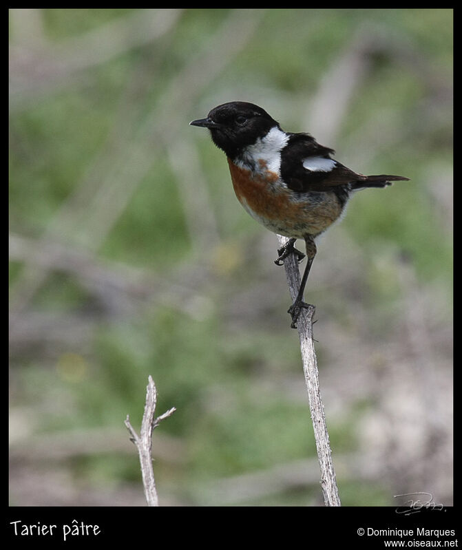 European Stonechat male adult breeding, identification