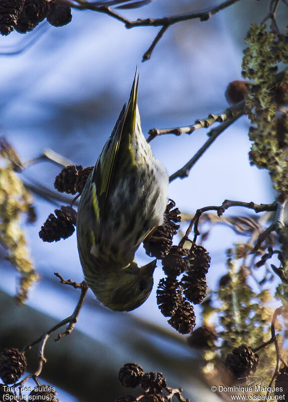 Eurasian Siskin female adult, identification, feeding habits, Behaviour