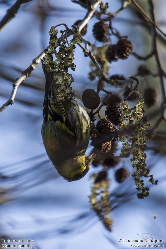 Eurasian Siskin male adult, identification, feeding habits, Behaviour