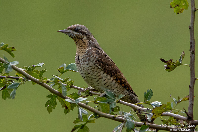 Eurasian Wryneckadult, identification