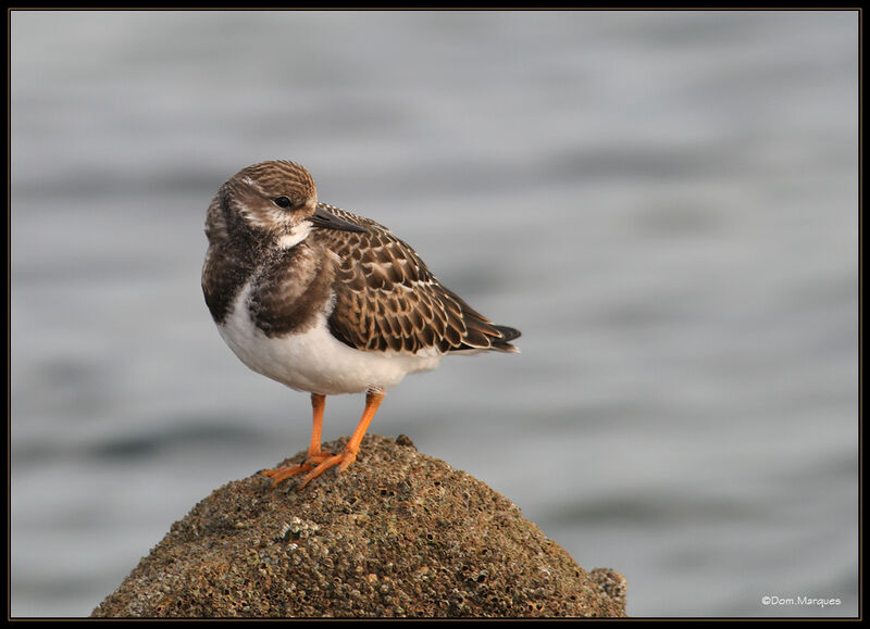 Tournepierre à collierjuvénile, identification