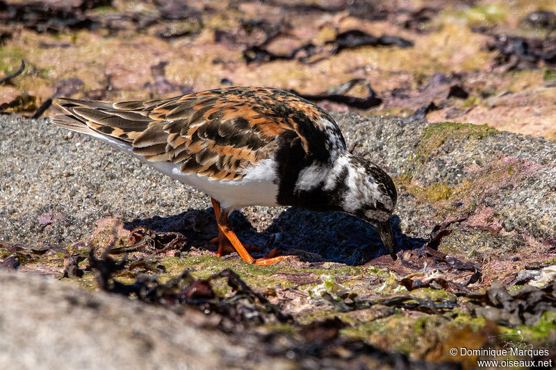 Tournepierre à collieradulte nuptial, identification, pêche/chasse