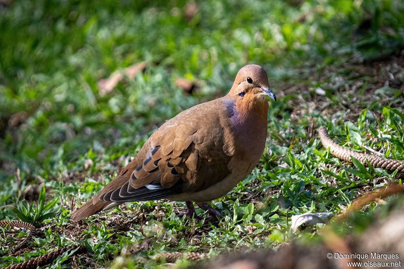 Tourterelle à queue carréeadulte, identification