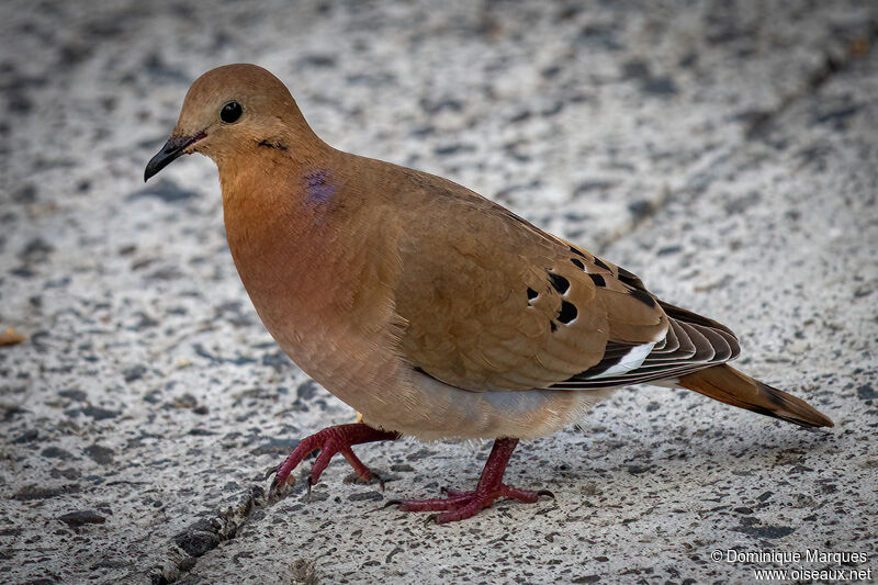 Zenaida Doveadult, identification