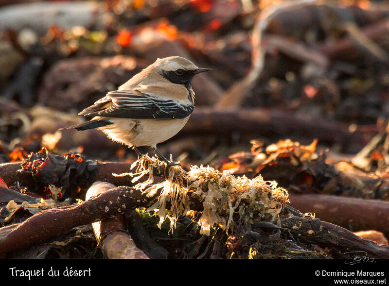 Desert Wheatear male adult post breeding, identification