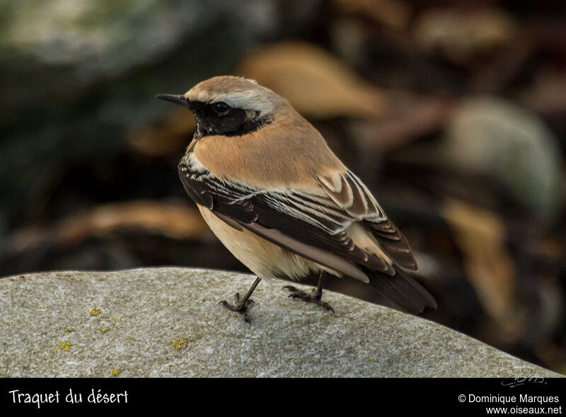 Desert Wheatear male adult post breeding, identification