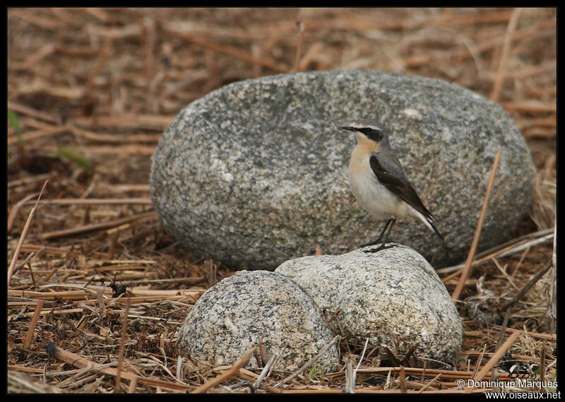 Northern Wheatear male adult