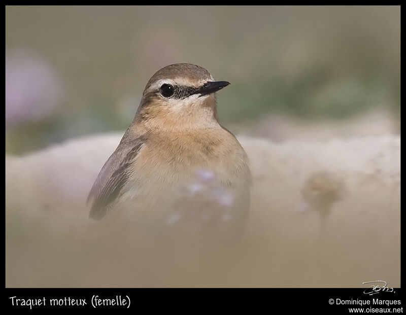 Northern Wheatear female adult breeding, identification