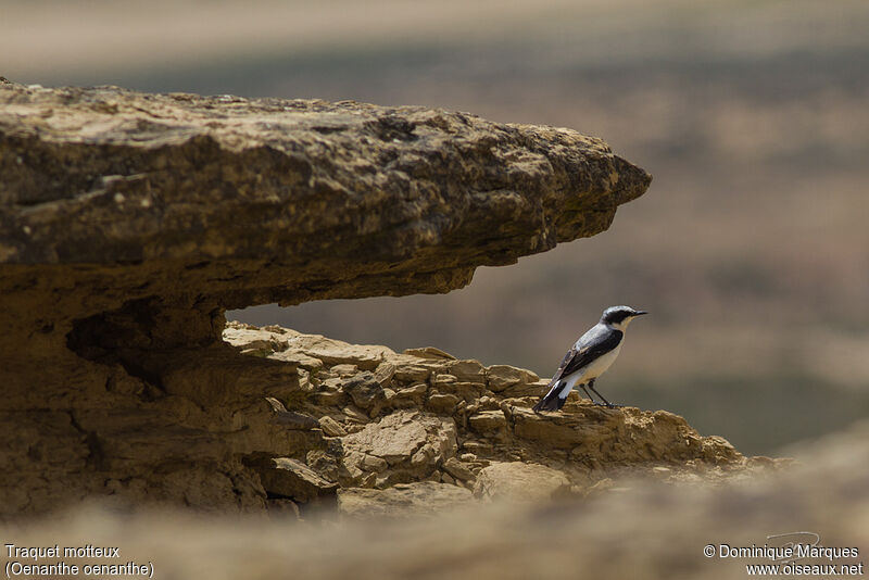 Northern Wheatear male adult breeding, identification