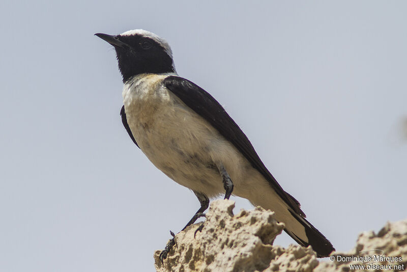 Eastern Black-eared Wheatear male adult breeding, identification