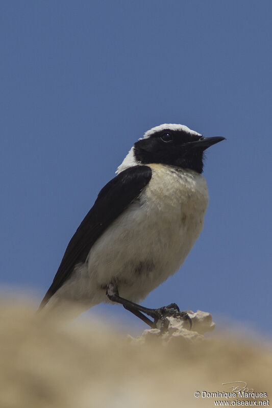 Eastern Black-eared Wheatear male adult breeding, identification