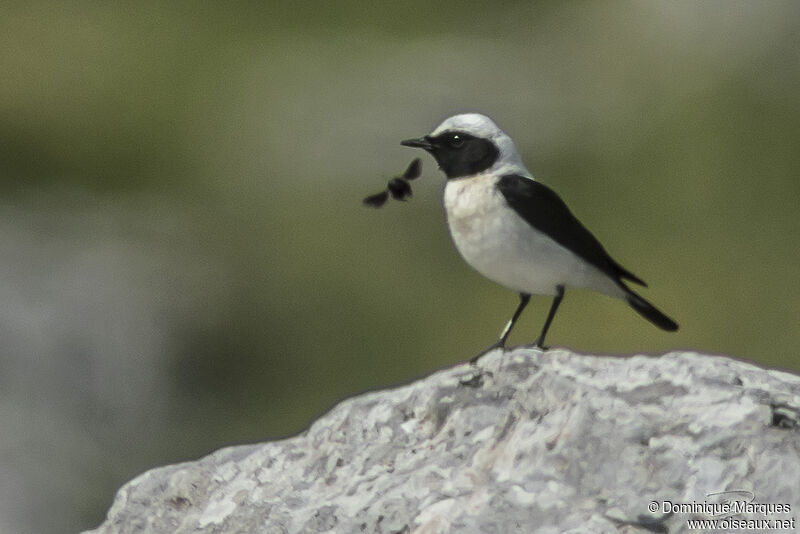 Eastern Black-eared Wheatear male adult breeding, identification