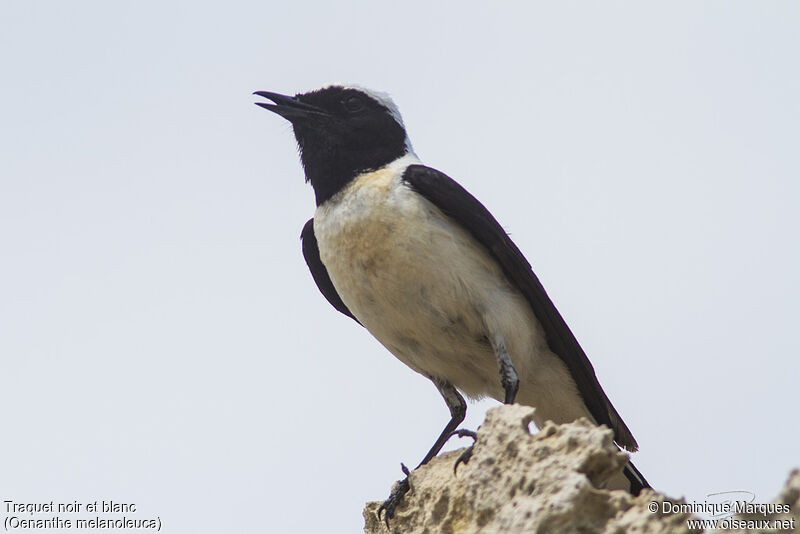 Eastern Black-eared Wheatear male adult breeding, identification